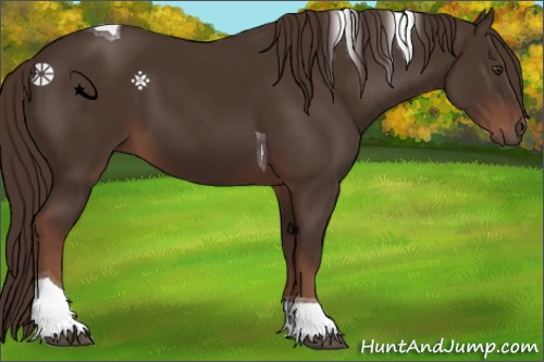Horse Color:Liver Chestnut Tobiano