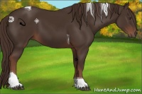 Horse Color:Liver Chestnut Tobiano