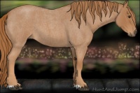 Horse Color:Red Roan 