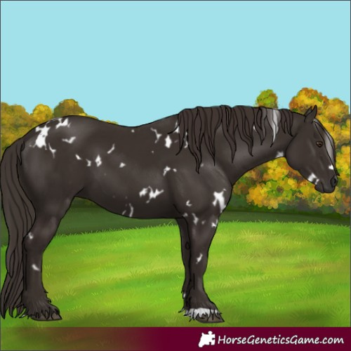 Horse Color:White Spotted Liver Chestnut 