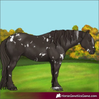 Horse Color:White Spotted Liver Chestnut
