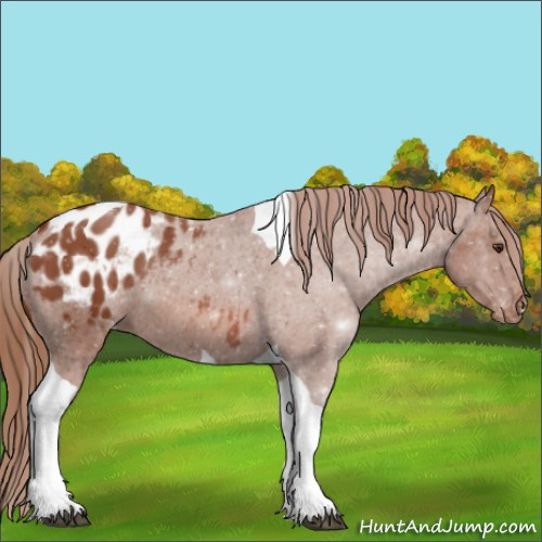 Horse Color:Chestnut Tobiano Blanket