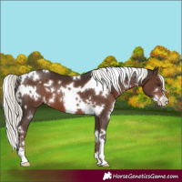 Horse Color:White Spotted Liver Chestnut Mushroom Sabino 