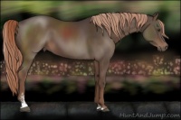 Horse Color:Liver Chestnut Sabino