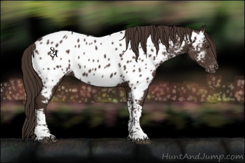 Horse Color:Liver Chestnut Tobiano Appaloosa 