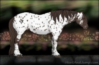 Horse Color:Liver Chestnut Tobiano Near Leopard