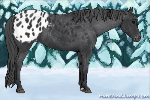 Horse Color:Black Appaloosa 