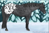 Horse Color:Black Appaloosa 