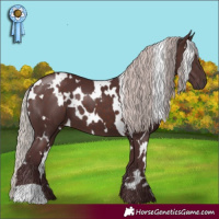 Horse Color:White Spotted Chocolate Silver Brown