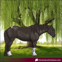 Horse Color:Liver Chestnut Tobiano 