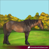Horse Color:Buckskin 