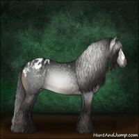 Horse Color:Gray Smoky Black Appaloosa 