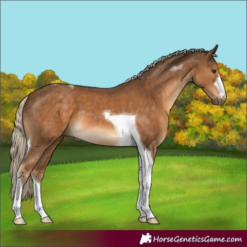 Horse Color:Chocolate Palomino Tobiano 