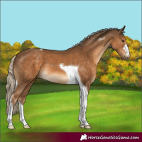 Horse Color:Chocolate Palomino Tobiano 