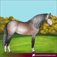 Horse Color:Gray Bay 