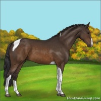 Horse Color:Buckskin Mushroom Tobiano 