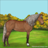 Horse Color:Gray Silver Bay 