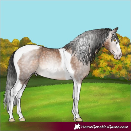 Horse Color:Gray Sable Champagne Splash Tobiano 