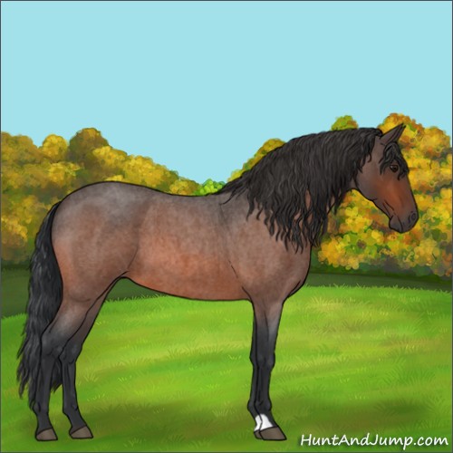 Horse Color:Bay Roan
