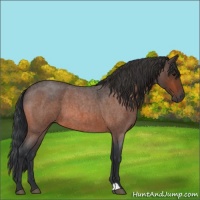 Horse Color:Bay Roan 