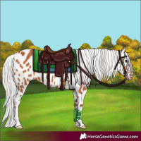 Horse Color:Silver Bay Appaloosa 