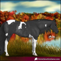 Horse Color:Black Tobiano Rabicano 