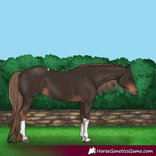 Horse Color:Liver Chestnut Tobiano 