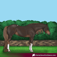 Horse Color:Liver Chestnut Tobiano 