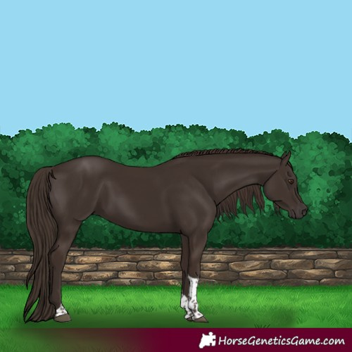 Horse Color:Liver Chestnut Tobiano 