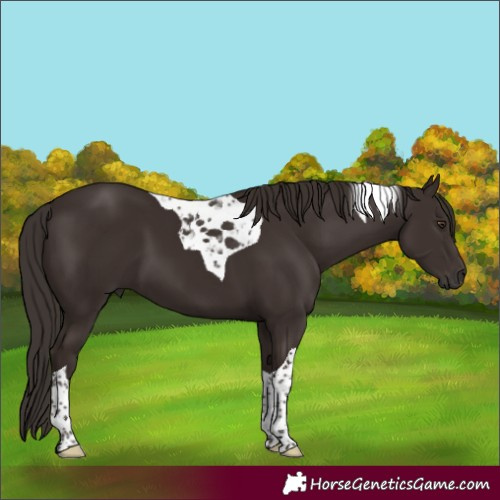 Horse Color:Liver Chestnut Tobiano