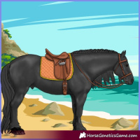Horse Color:Black 