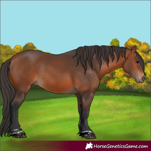Horse Color:Bay Rabicano 