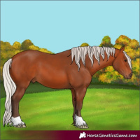 Horse Color:Silver Bay 