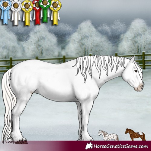 Horse Color:Silver Grullo Near Leopard