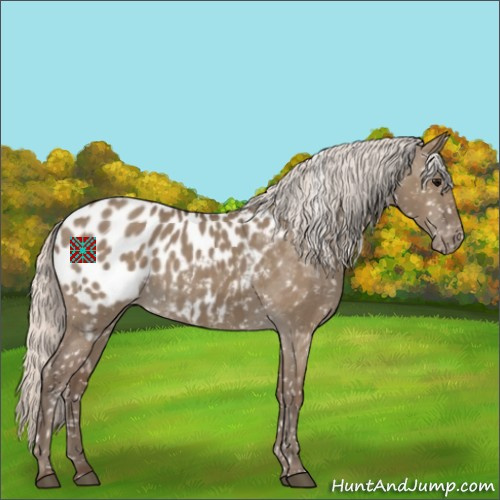 Horse Color:Silver Grullo Appaloosa 