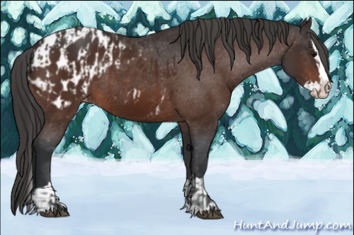 Horse Color:Bay Sabino Splash Appaloosa and Bay Sabino Splash Appaloosa Rabicano