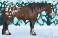 Horse Color:Bay Sabino Splash Appaloosa  and Bay Sabino Splash Appaloosa Rabicano 