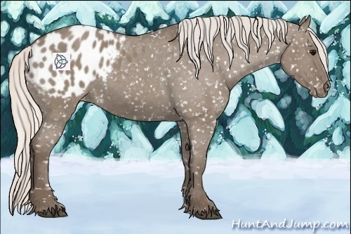 Horse Color:Silver Grullo Appaloosa 