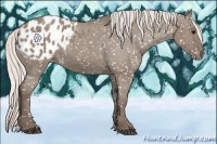 Horse Color:Silver Grullo Appaloosa 