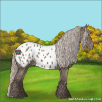 Horse Color:Silver Grullo Appaloosa 