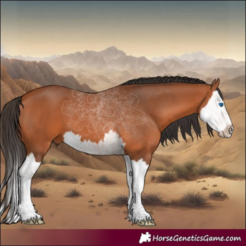 Horse Color:Bay Splash 