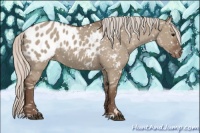 Horse Color:Silver Grullo Appaloosa 