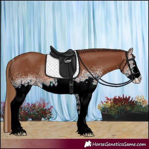 Horse Color:White Spotted Chestnut Rabicano 