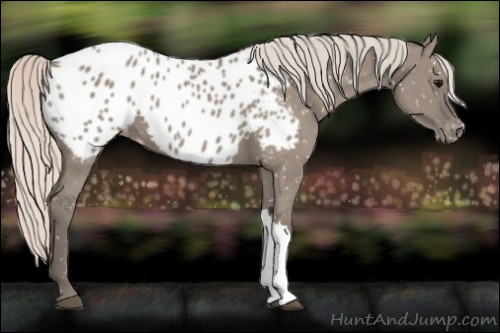 Horse Color:Silver Grullo Appaloosa 