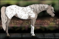 Horse Color:Silver Grullo Appaloosa 