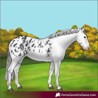 Horse Color:Black Blanket 