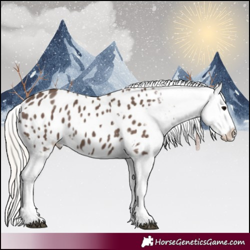 Horse Color:Silver Black Appaloosa 