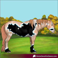 Horse Color:Watercolor Red Roan Frame Appaloosa 