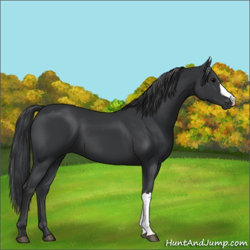 Horse Color:Black 