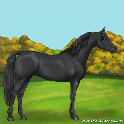 Horse Color:Black 